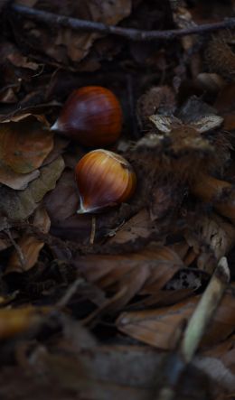 fallen leaves, nuts Wallpaper 600x1024