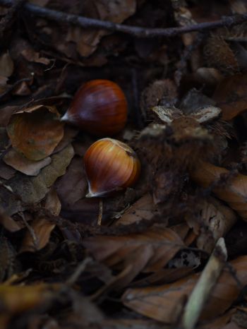 fallen leaves, nuts Wallpaper 1668x2224