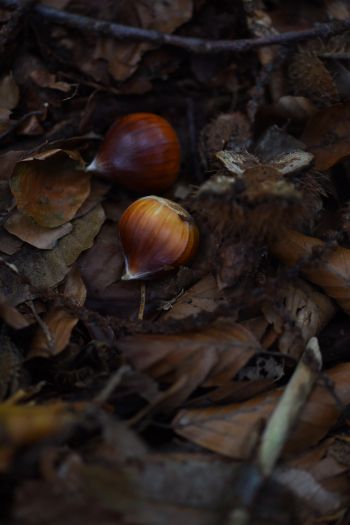 fallen leaves, nuts Wallpaper 640x960