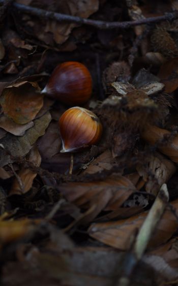 fallen leaves, nuts Wallpaper 800x1280