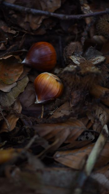 fallen leaves, nuts Wallpaper 640x1136