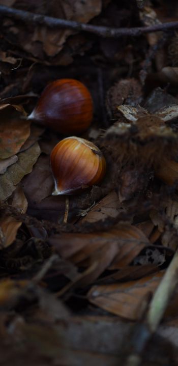 fallen leaves, nuts Wallpaper 1080x2220