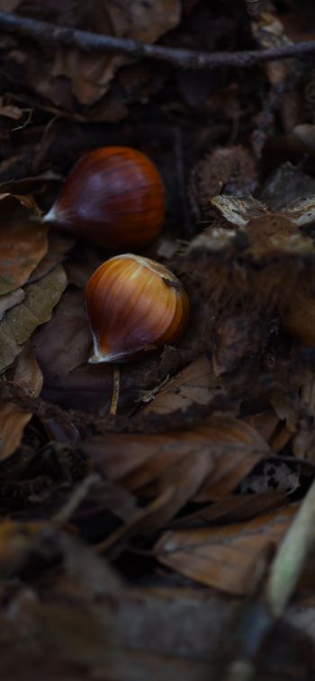 fallen leaves, nuts Wallpaper 828x1792