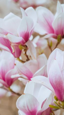 white and pink flowers Wallpaper 2160x3840