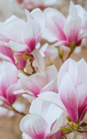 white and pink flowers Wallpaper 1752x2800