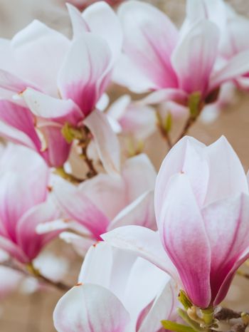 white and pink flowers Wallpaper 2048x2732