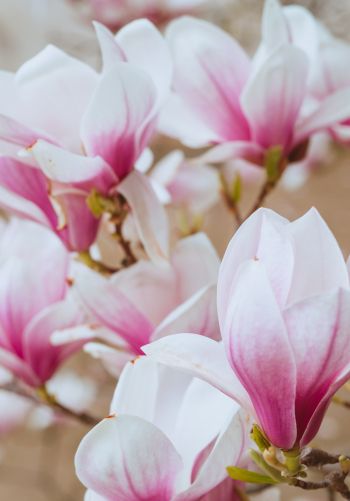 white and pink flowers Wallpaper 1668x2388