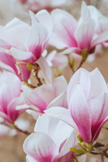 white and pink flowers Wallpaper 640x960
