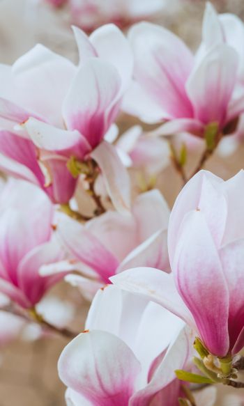 white and pink flowers Wallpaper 1200x2000