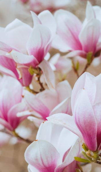 white and pink flowers Wallpaper 600x1024