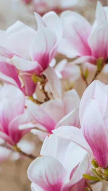 white and pink flowers Wallpaper 1440x2560