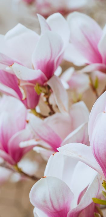 white and pink flowers Wallpaper 1440x2960