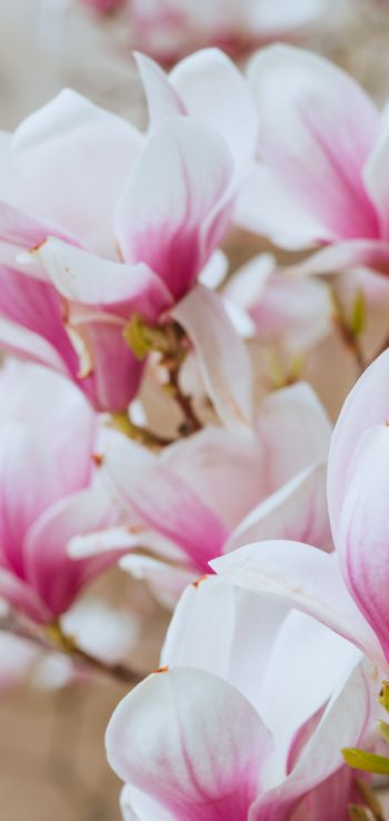 white and pink flowers Wallpaper 1440x3040