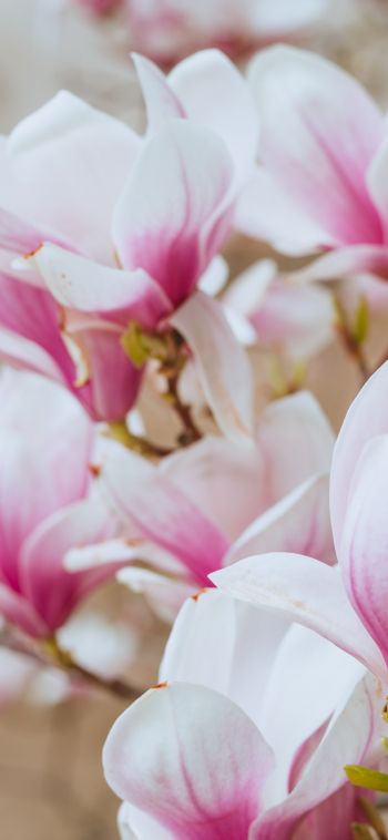 white and pink flowers Wallpaper 1080x2340