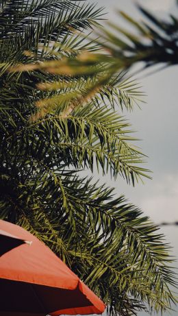 palm tree, over umbrella Wallpaper 640x1136