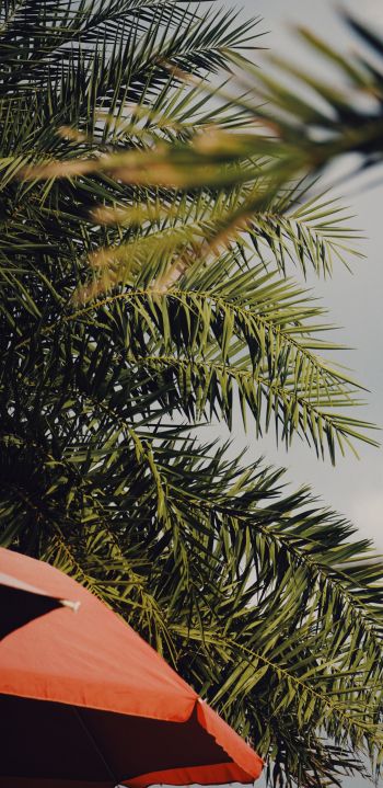 palm tree, over umbrella Wallpaper 1080x2220