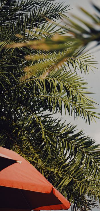 palm tree, over umbrella Wallpaper 1440x3040