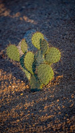 Arizona, USA, little cactus Wallpaper 720x1280
