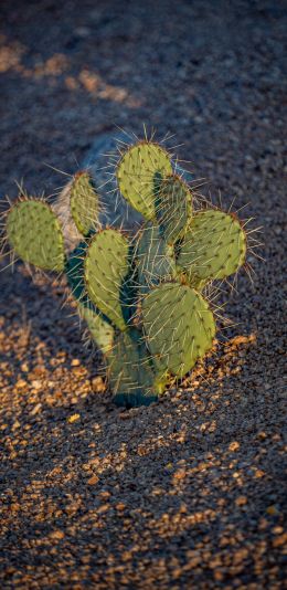 Arizona, USA, little cactus Wallpaper 1080x2220