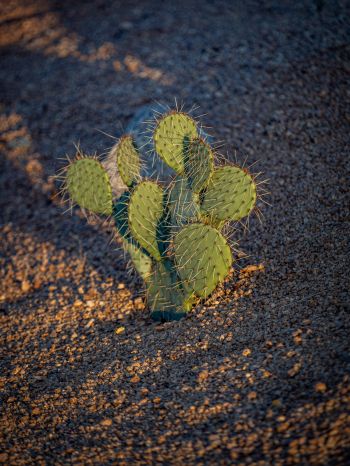 Arizona, USA, little cactus Wallpaper 1620x2160