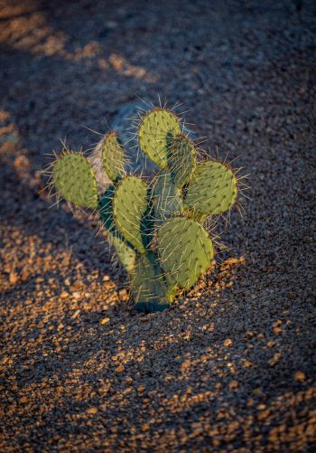 Arizona, USA, little cactus Wallpaper 1668x2388