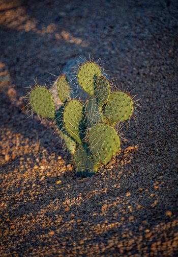 Arizona, USA, little cactus Wallpaper 1640x2360