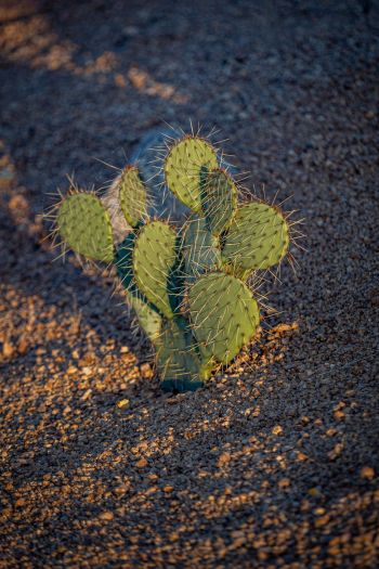 Arizona, USA, little cactus Wallpaper 640x960