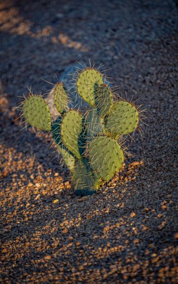 Arizona, USA, little cactus Wallpaper 1752x2800