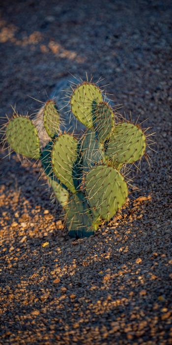 Arizona, USA, little cactus Wallpaper 720x1440