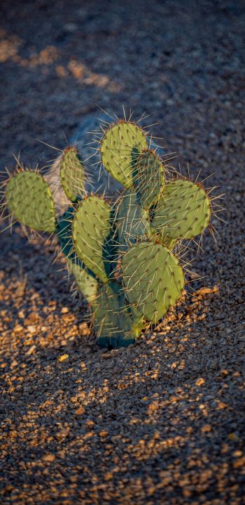 Arizona, USA, little cactus Wallpaper 1440x2960