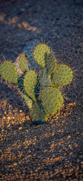 Arizona, USA, little cactus Wallpaper 1125x2436