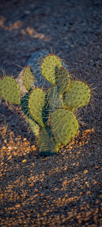 Arizona, USA, little cactus Wallpaper 720x1600