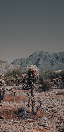Arizona, USA, wild landscape Wallpaper 1080x2220