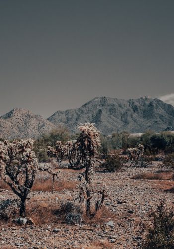 Arizona, USA, wild landscape Wallpaper 1668x2388