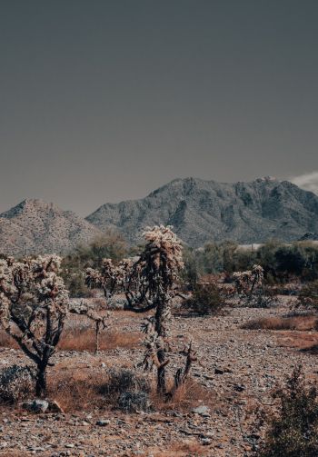 Arizona, USA, wild landscape Wallpaper 1640x2360