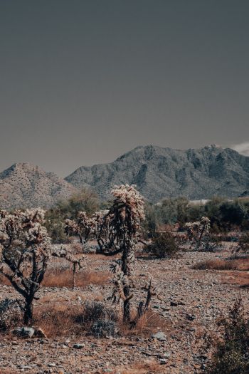 Arizona, USA, wild landscape Wallpaper 640x960