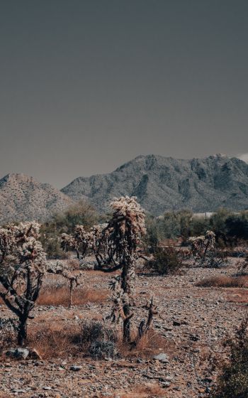 Arizona, USA, wild landscape Wallpaper 800x1280