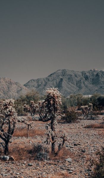 Arizona, USA, wild landscape Wallpaper 600x1024