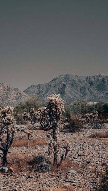 Arizona, USA, wild landscape Wallpaper 640x1136