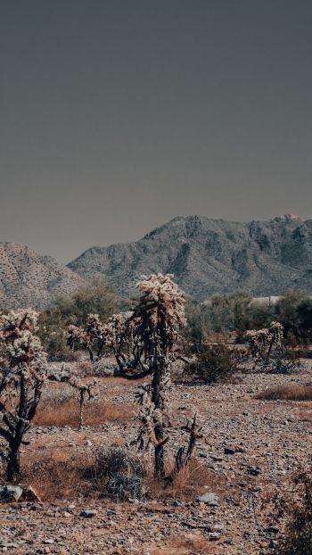 Arizona, USA, wild landscape Wallpaper 1440x2560