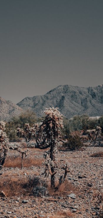 Arizona, USA, wild landscape Wallpaper 1080x2280