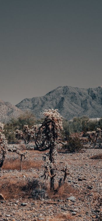 Arizona, USA, wild landscape Wallpaper 1080x2340