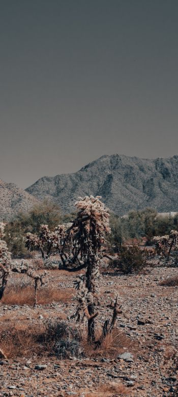 Arizona, USA, wild landscape Wallpaper 720x1600