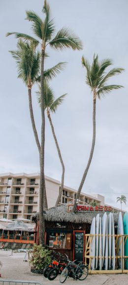 palm trees, surfing Wallpaper 1440x3200