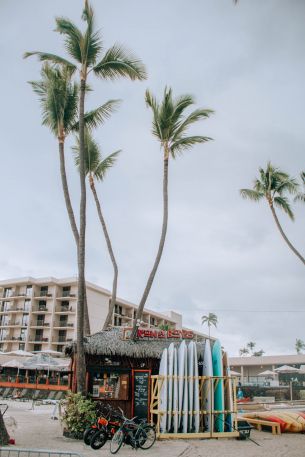 palm trees, surfing Wallpaper 640x960