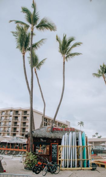 palm trees, surfing Wallpaper 1200x2000