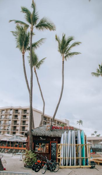 palm trees, surfing Wallpaper 600x1024