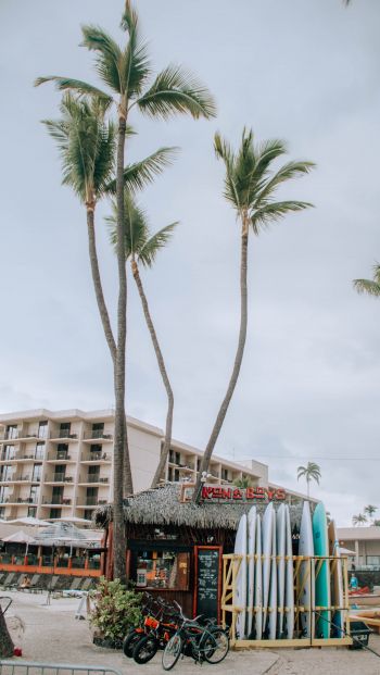 palm trees, surfing Wallpaper 640x1136