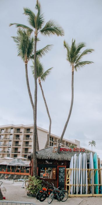 palm trees, surfing Wallpaper 720x1440
