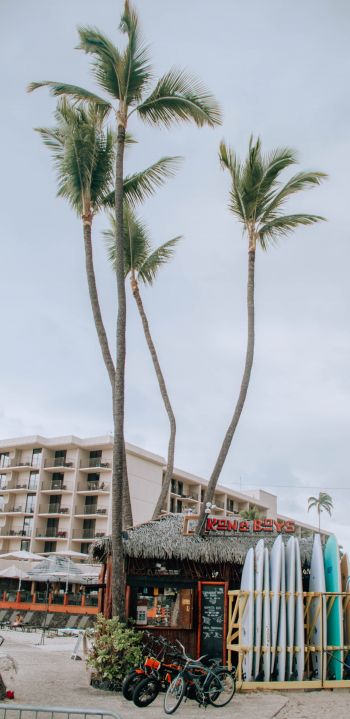 palm trees, surfing Wallpaper 1440x2960